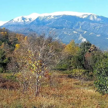 Alexandros * Skotina
